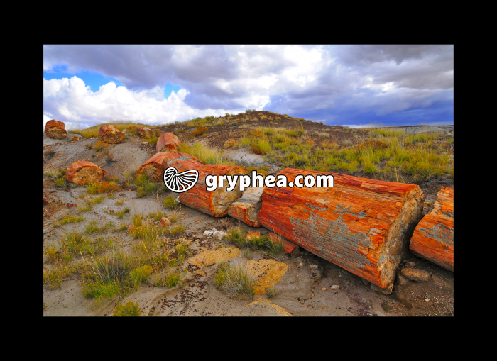 Petrified tree (Petrified forest, Arizona, USA) - gryphea.com